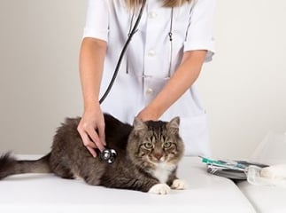 Maladies du chat